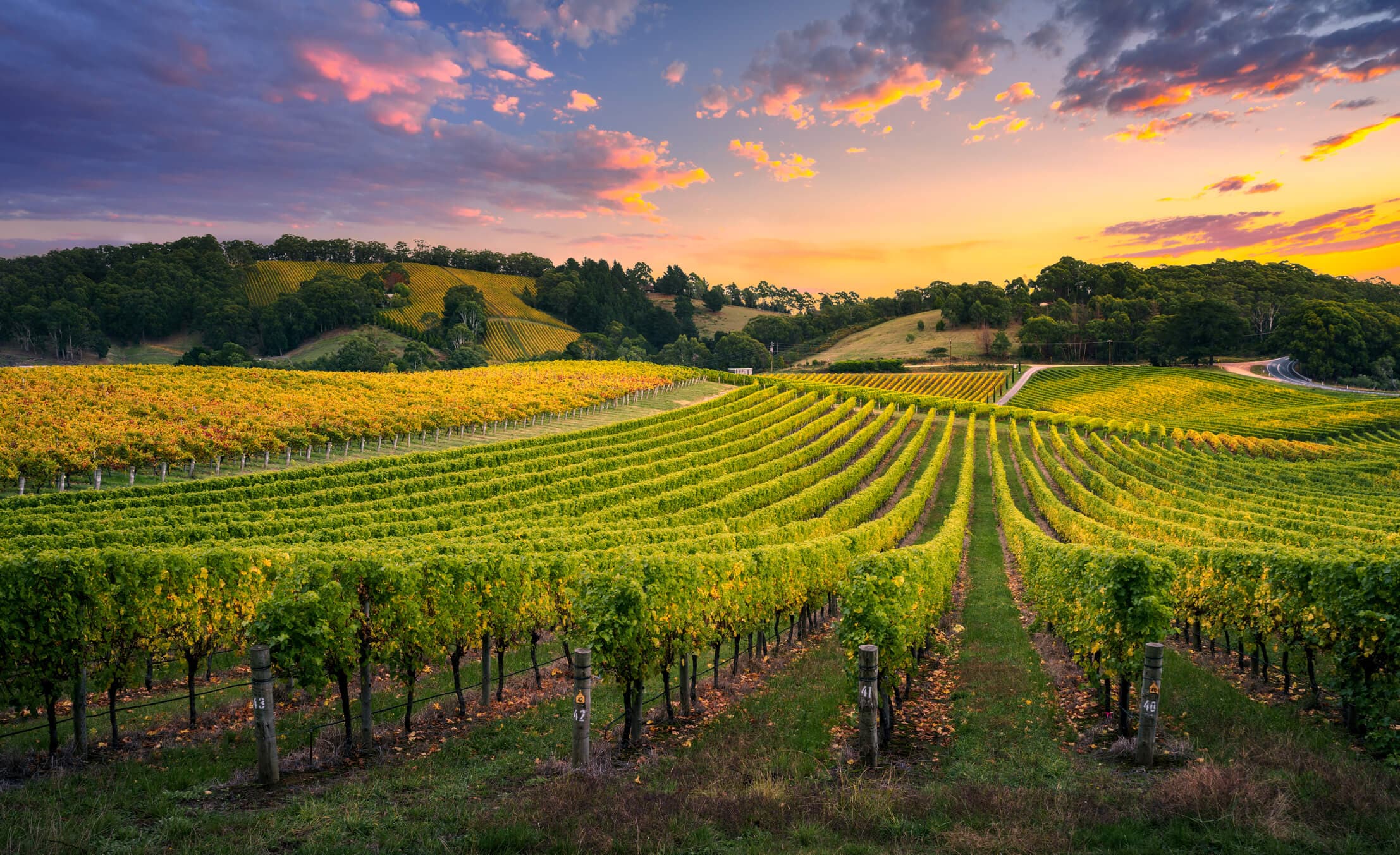 Vineyards of the Kakheti wine region beneath the Caucasus